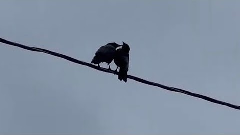 2 chú chim đang hôn nhau rất lâu 