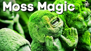 Grow MOSS Like a PRO: 7 Moss-Know Secrets
