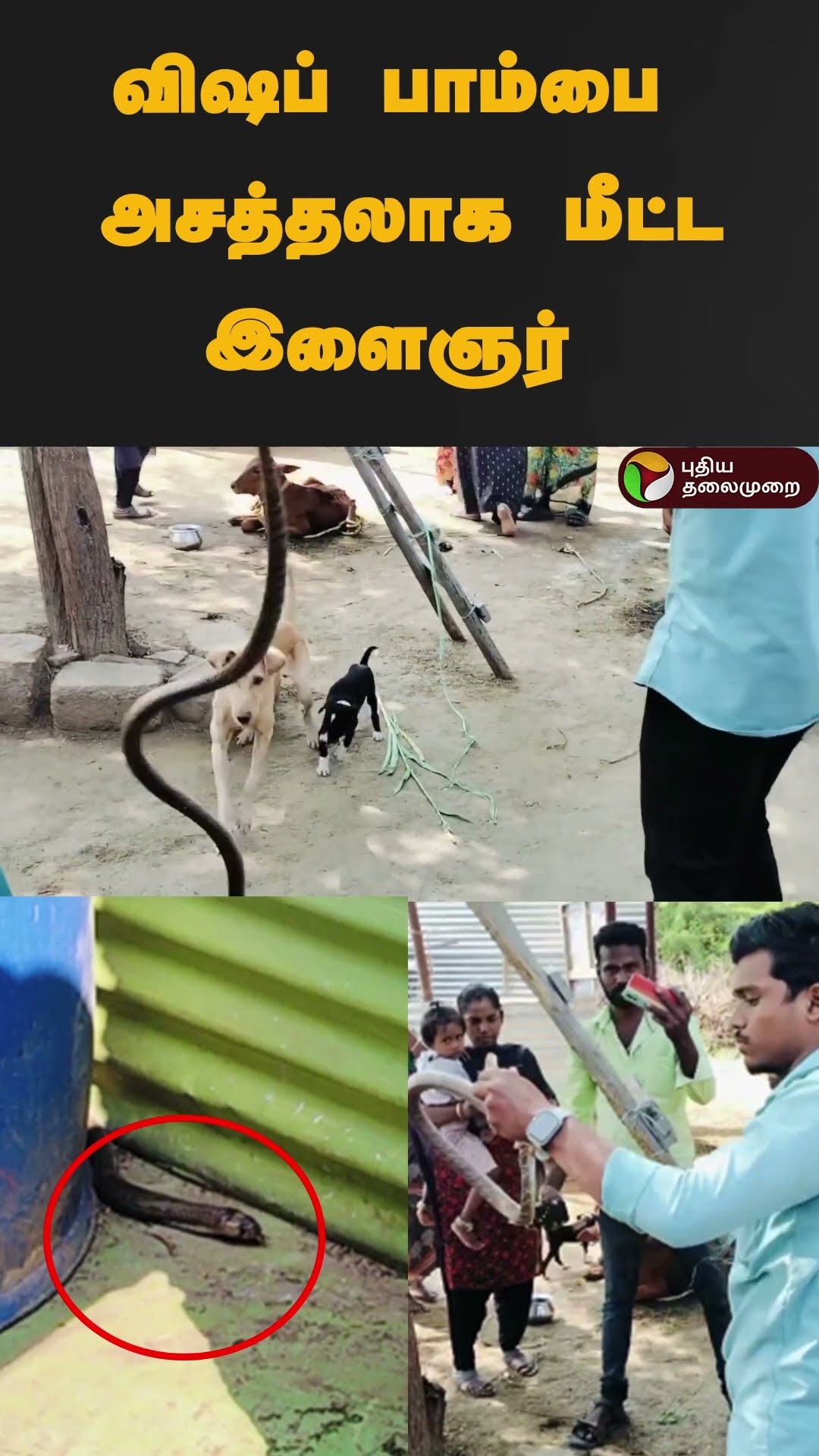 விஷப் பாம்பை அசத்தலாக மீட்ட இளைஞர்  | #shorts | #madurai | #forestcobra