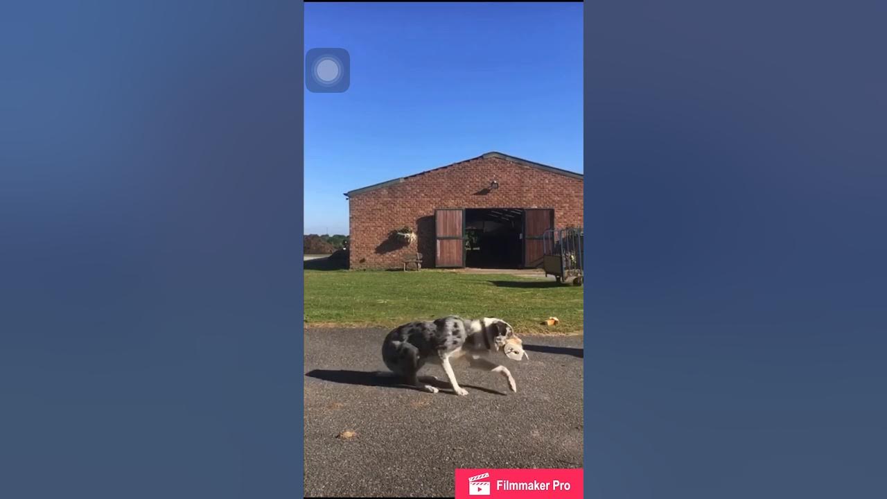 Formby Equestrian’s Toilet Roll Challenge YouTube