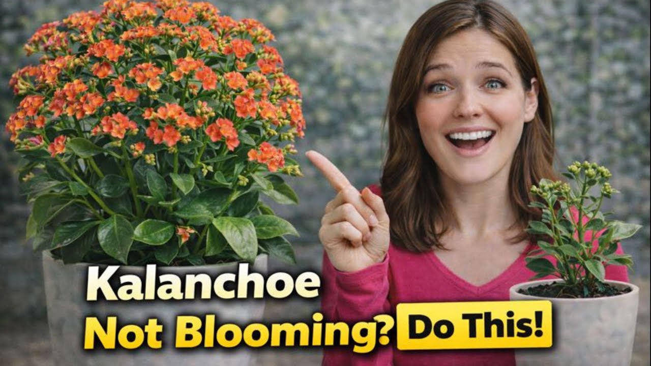 Каланхоэ не цветёт? Сделайте ЭТО! 🌸Заставьте его снова цвести (пошаговый метод)