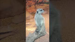 🐾 Meerkats Are Definitely Plotting Something! 🤔 | Riverview Park & Zoo