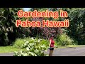 A day of gardening and land clean up in my hawaiian house in pahoa vlog 1