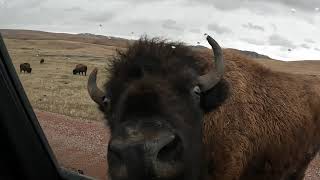 Custer State Park Wildlife Loop.  Lots of Buffalo