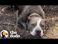 Pittie found tied to a fence goes glamping with her new parents  the dodo