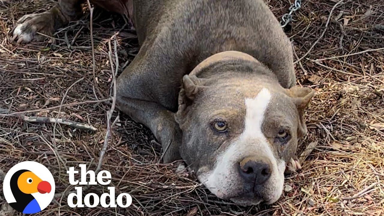 Pittie Found Tied To A Fence Goes Glamping With Her New Parents - The Dodo