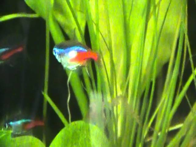 pregnant neon tetra eggs