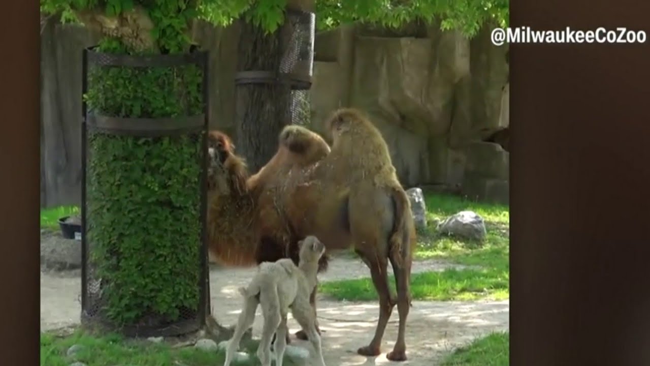 Milwaukee Zoo welcomes baby camel - YouTube