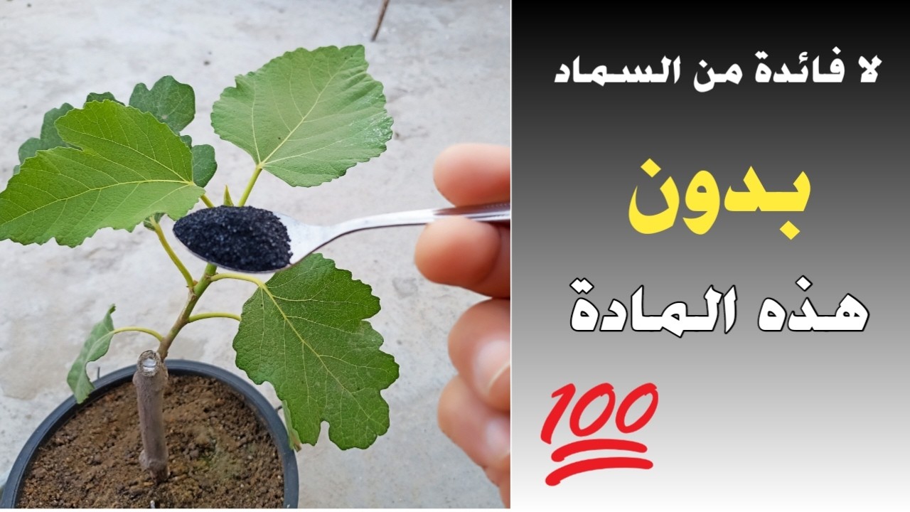 سر المادة السوداء التى تعمل كـ السحر في تسميد النباتات