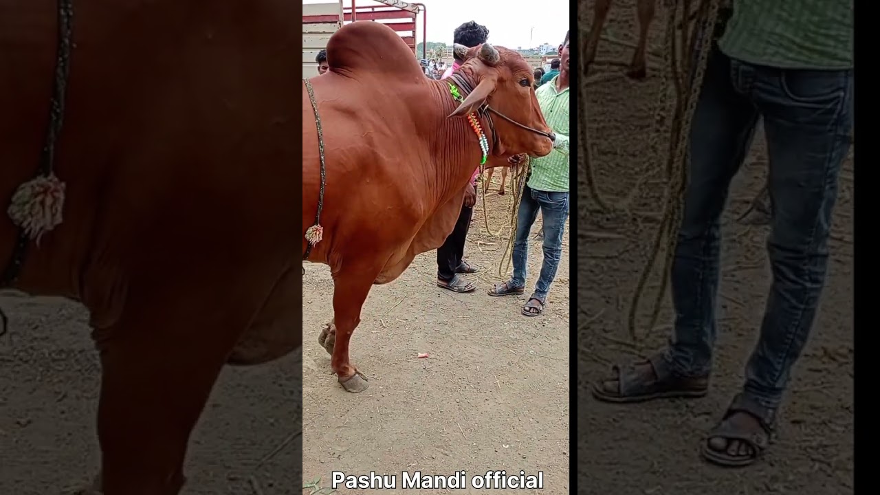 अर्धापूर बैल बाज़ार ArdhapurBail Bazar 