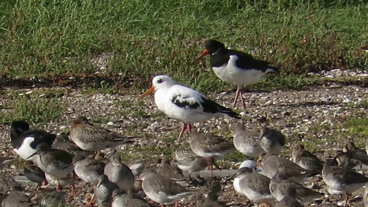 Leucistic Oystercatcher, Montrose Basin (2017)