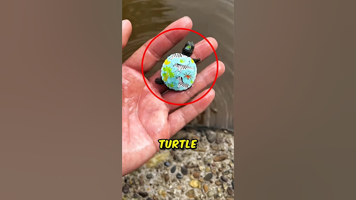 Someone Painted the Baby Turtle😳