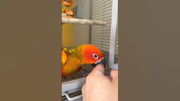How to take biting Conure out of cage? Stop parrot bites during step up  #bird #training