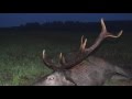 Redstag hunting in Hungary @huntinggermany