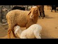 Magical Moments: Lambs and Kids Suckling from Their Mothers😋 | A Glimpse into Rural Life