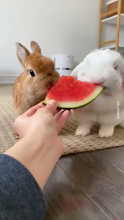 Cute Rabbit eating watermelon #shorts