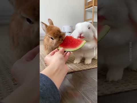 Cute Rabbit eating watermelon #shorts