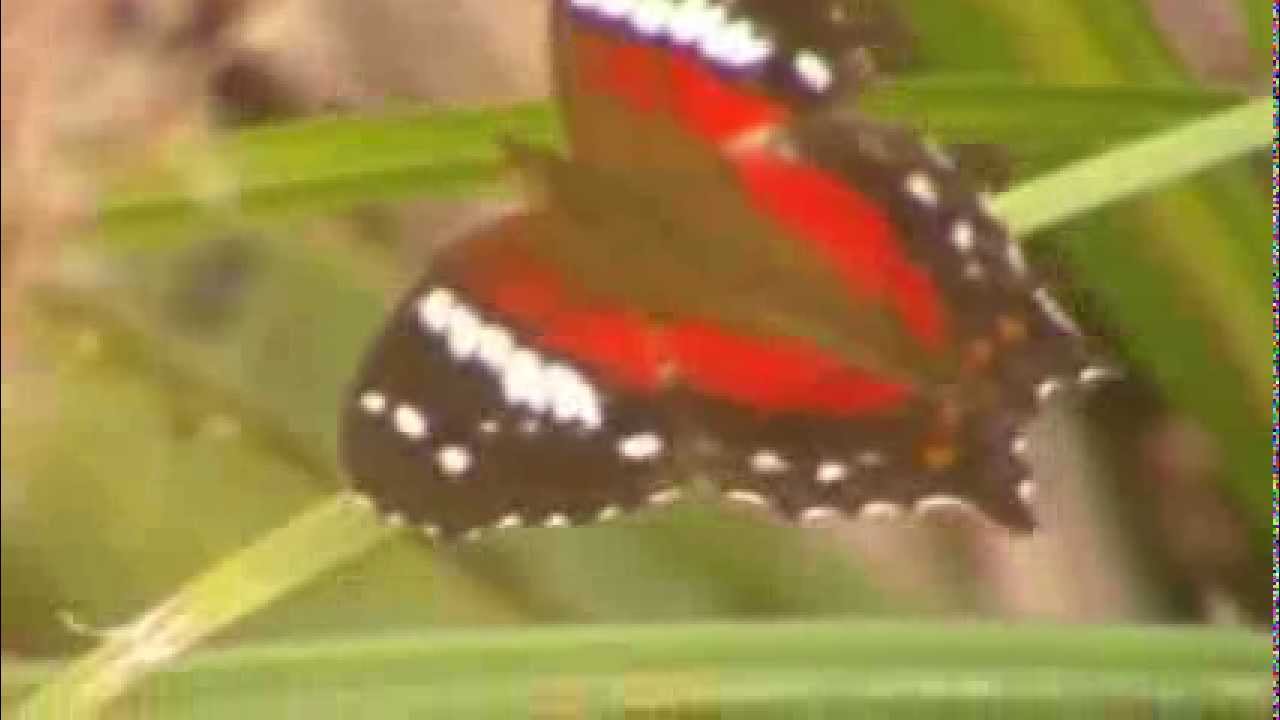 barragem aguieira HDV_0179Borboletas no RINCÃO-Um espetáculo à parte-RS OUTONO