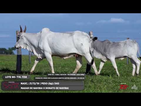 LOTE 90 TVL 1138