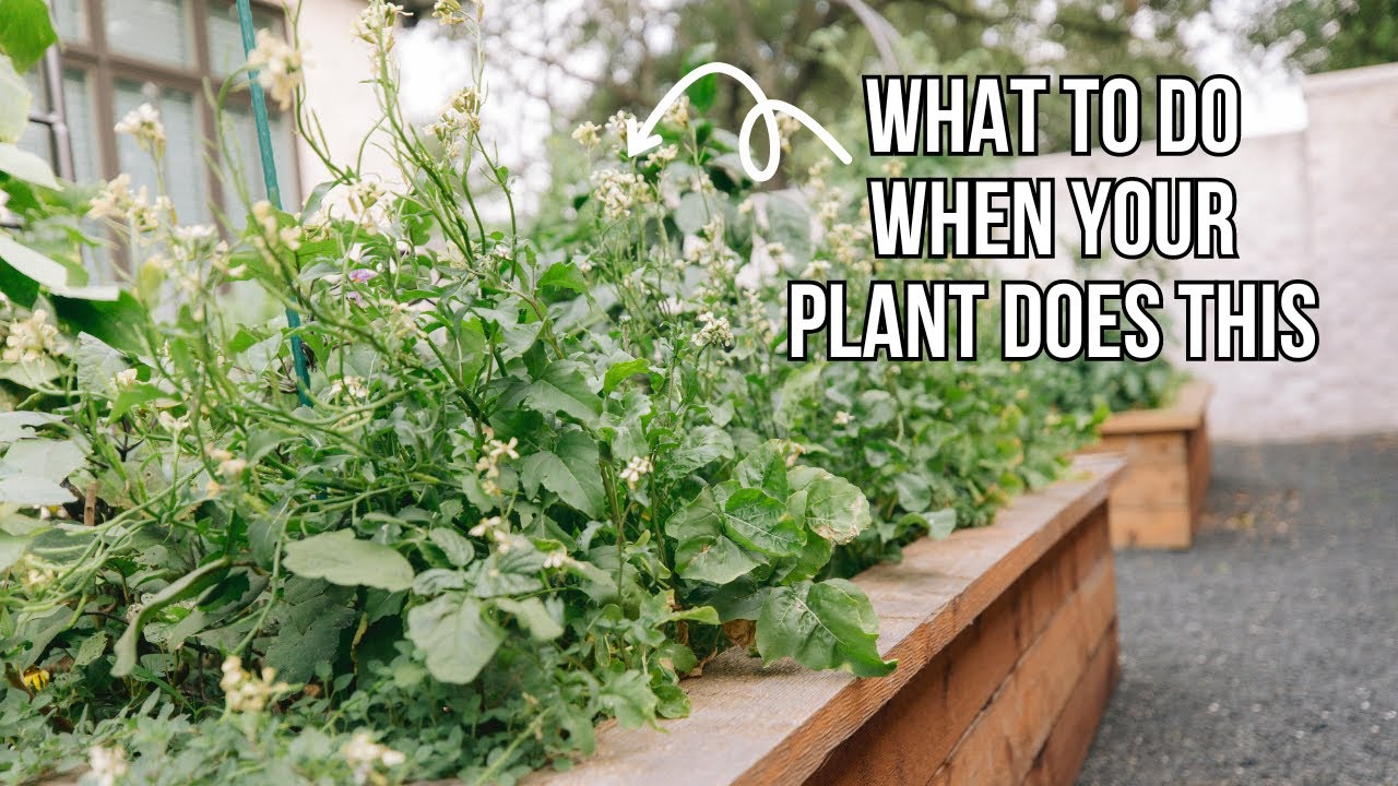 What the Word "Bolting" Means for Lettuce, Spinach, and Arugula YouTube