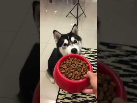 Video: Men Pens Hilarious Complaint Brief After Exploding Can Of Dog Food Ruïneert zijn keuken