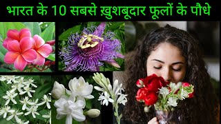 Top 10 Fragrant /Scented Flower Plants To Grow At Home | सबसे खुशबूदार फूलों के पौधे उगाने का तरीका
