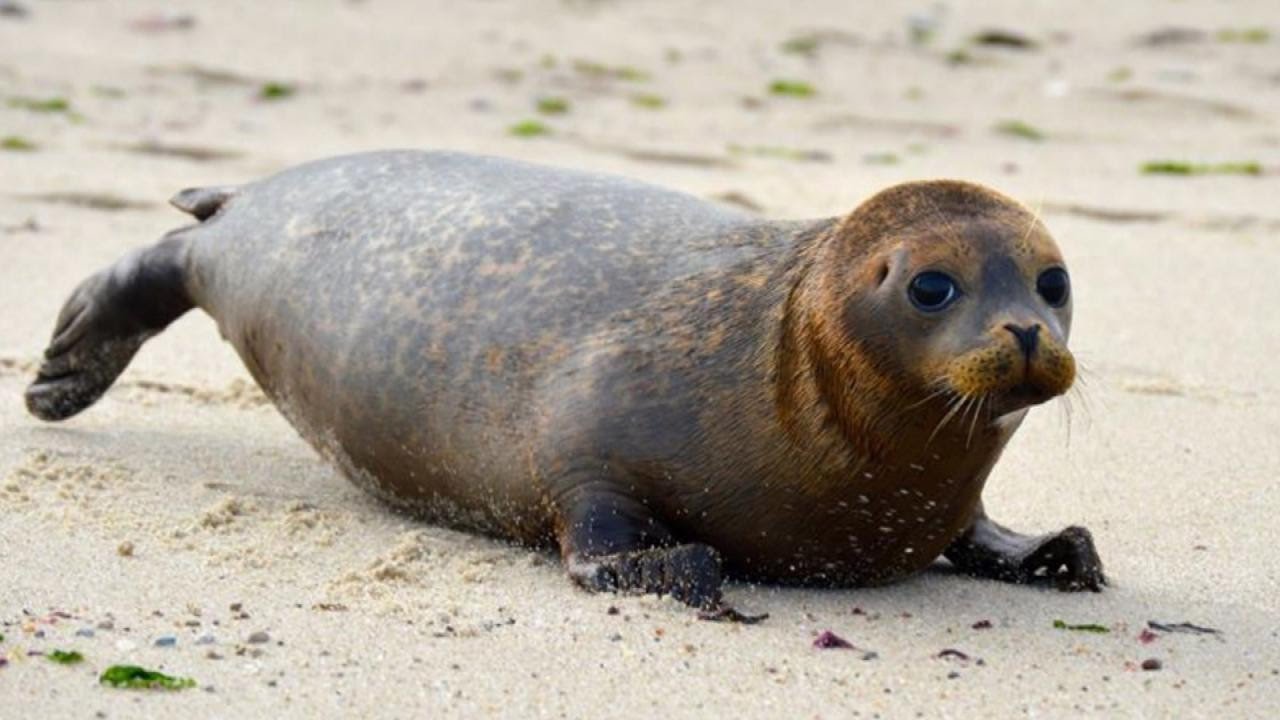 baby seal returns to