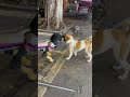 🐕Dog: You fake, you're not one of my kind.. #robotdog #funny #reaction