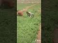 Ijoolle Biyya Sudii Arabiya Jiraan Akkaati Dalagaatan 