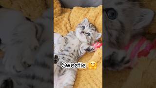 Kittens are so sweet and adorable when they don't meow or cry  #sosweet #sweetkittens #kitten