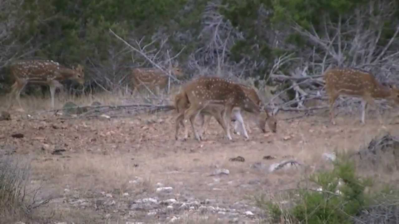 Rocksprings Hunting 046 