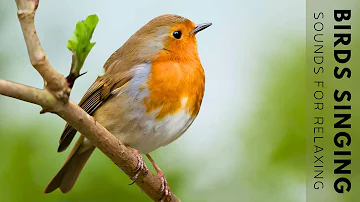 Beautiful Birds Singing in Forest - Relaxing Bird Sounds, Instant Relief from Stress and Anxiety