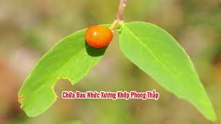 Cây Niệt Gió - Cây Thuốc Nam Công Dụng Và Cách Sử Dụng thảo dược - những bài thuốc nam dân gian