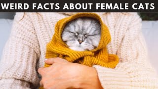 12 Weird Facts About Female Cat  You Need To Know