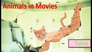 Pets act like movie characters. Compilation