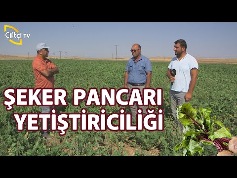 Video: Şeker Pancarı Yetiştiriciliği - Şeker Pancarı Bitkileri Hakkında Bilgi Edinin