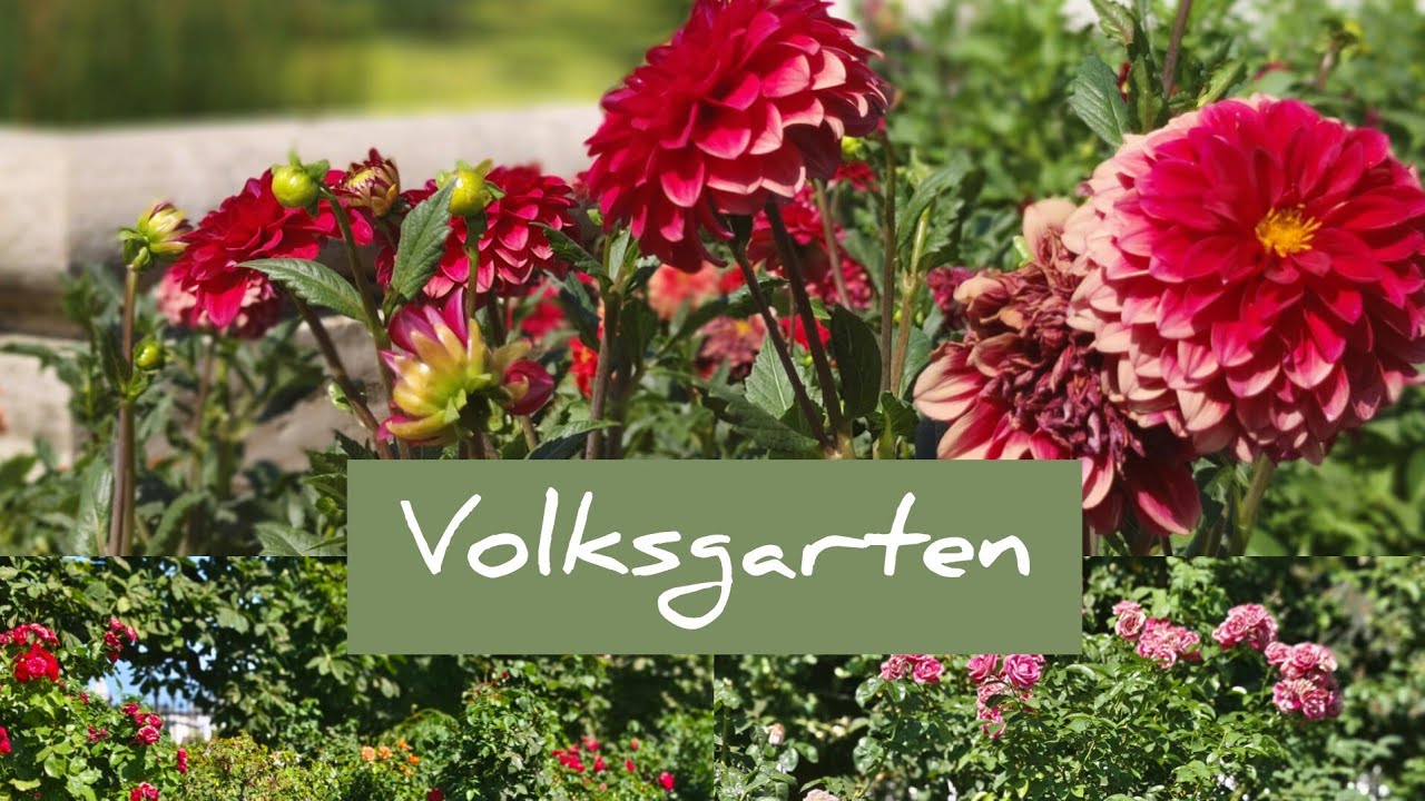 Volksgarten| Gezi Parkı| 400den farklı Gül çeşidi 🌹Rose Garden |Türkçe anlatım Açıklama kısmında!!