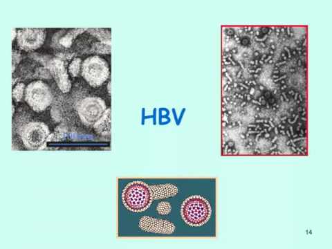Video: Hepatitidu B Lze Diagnostikovat Pomocí Určitých Laboratorních Testů. Ošetření Není Vždy Nutné