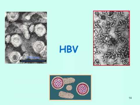 Video: Rozdíl Mezi Akutní A Chronickou Hepatitidou C