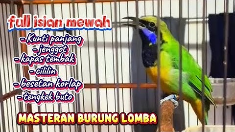 Masteran Cucak cungkok full isian Kunti panjang,kapas tembak, cucak jenggot, cililin panjang