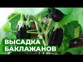 РАССАДА СТРАДАЕТ ОТ ХОЛОДА? ГИБНЕТ? СРОЧНО  ОБОГРЕВАЕМ ТЕПЛИЦУ, не опускаем руки!