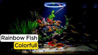 #Fish tank  with colorfull #rainbowfish