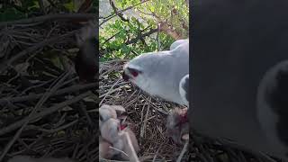 eagle feeding hungry babies (p3) #viral #birds #babies #shortfeed #trending #eagle #mother #feeding