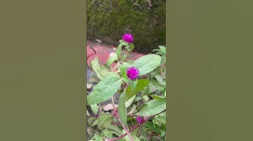 Thumbnail of #song #music #newsong #love #nature #gardening #lotusflower #flowers
