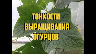 видео Как вырастить огурцы в открытом грунте