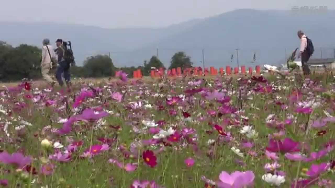 藤原京跡でコスモスが見頃 Youtube