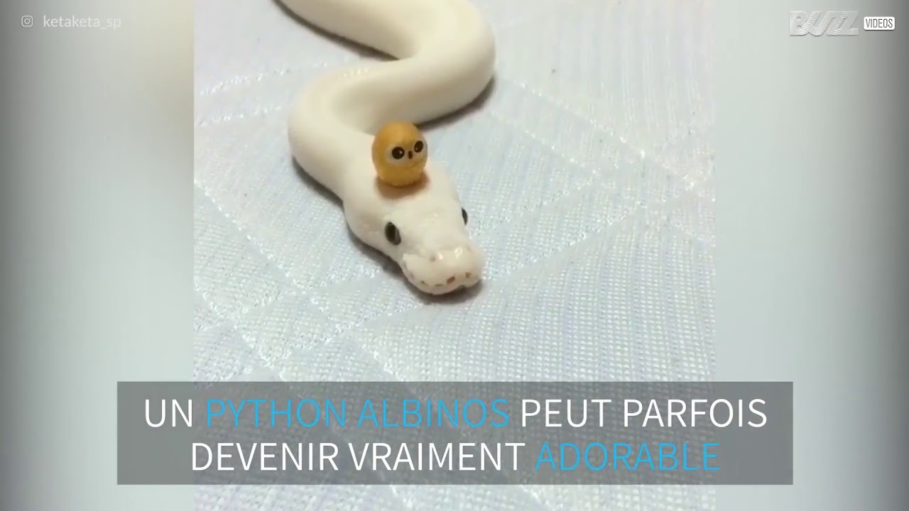 Qui Aurait Dit Qu Un Serpent Pouvait Etre Si Mignon Youtube Qui Aurait Dit Qu Un Serpent Pouvait Etre Si Mignon Youtube