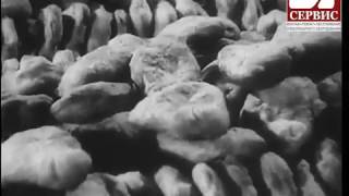 Документальный фильм о производстве и продаже хлеба в СССР (1947 год) - со звуком.