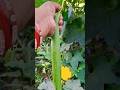 सब्जियां हार्वेस्टिंग orgenic vegetables harvesting 🍅🥒🌶🍆#garden  #gardening #shorts #ytshorts #viral
