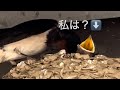 つばめの巣🪹愛情深い❤️親ツバメのエサやり🩵待ちわびる小ツバメ😢餌さん✝️かわいそう💧